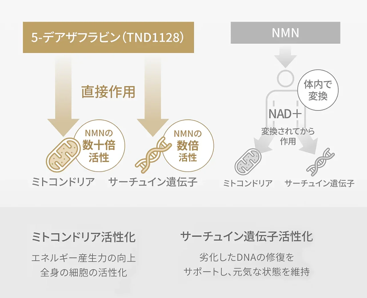 デアザフラビンとは